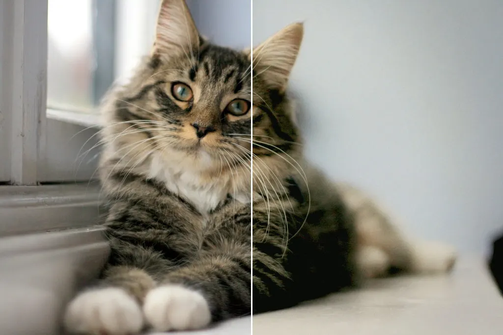 Before and after: Cat window, original vs GoldenHour Fuji Superia 400 look