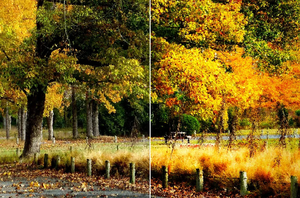 Before and after: Autumn park, original vs GoldenHour Fuji Velvia 50 look