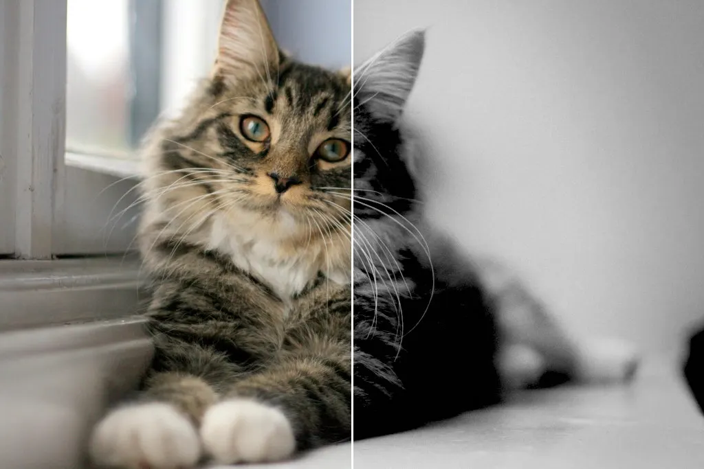 Before and after: Cat window, original vs GoldenHour Ilford HP5 Plus look