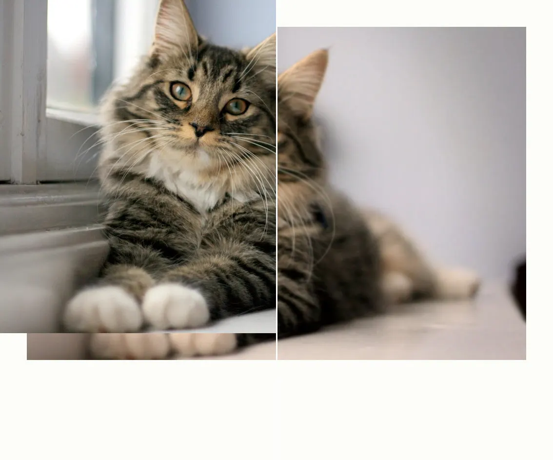 Before and after: Cat window, original vs GoldenHour Polaroid 600 look